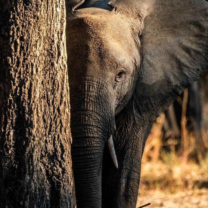 How Many Elephants – Empowering Female Rangers Globally